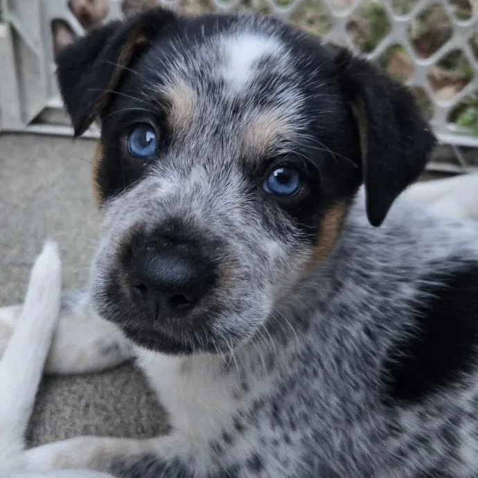 Dillydally thumbnail 2