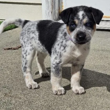 Dillydally thumbnail 3