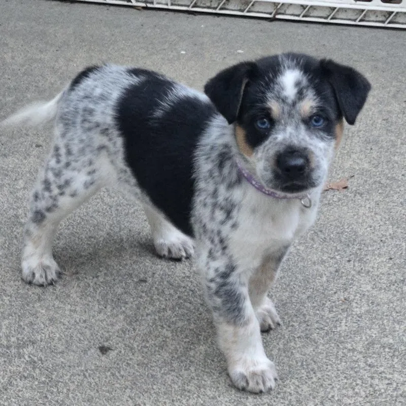 Dillydally thumbnail 4