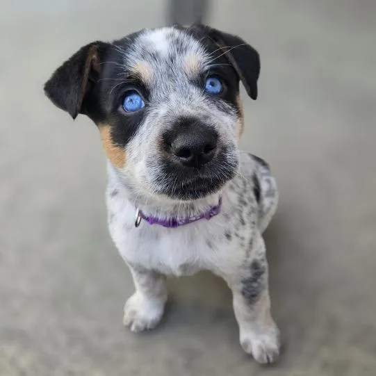 Dillydally thumbnail 5