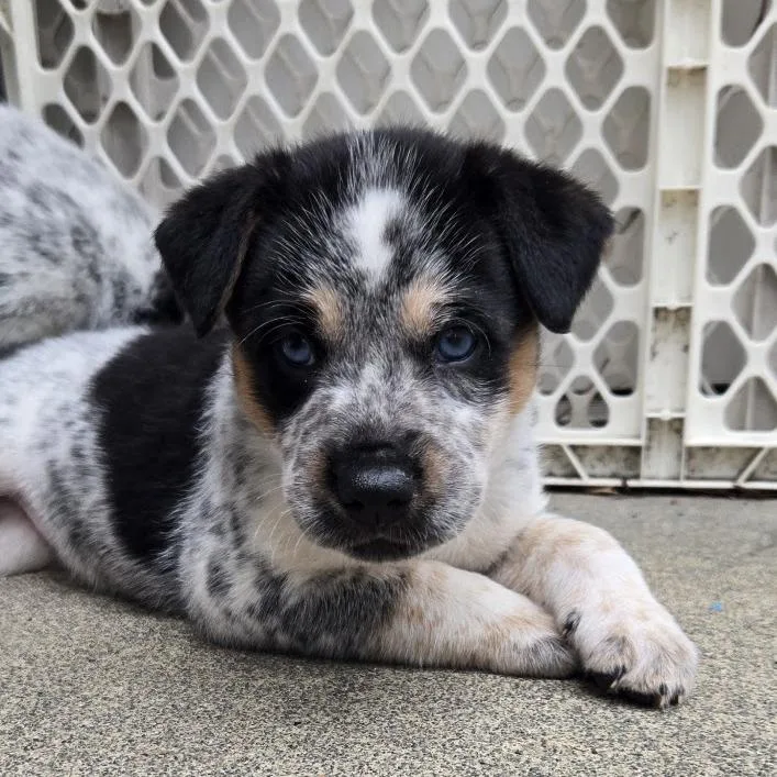 Dillydally thumbnail 6