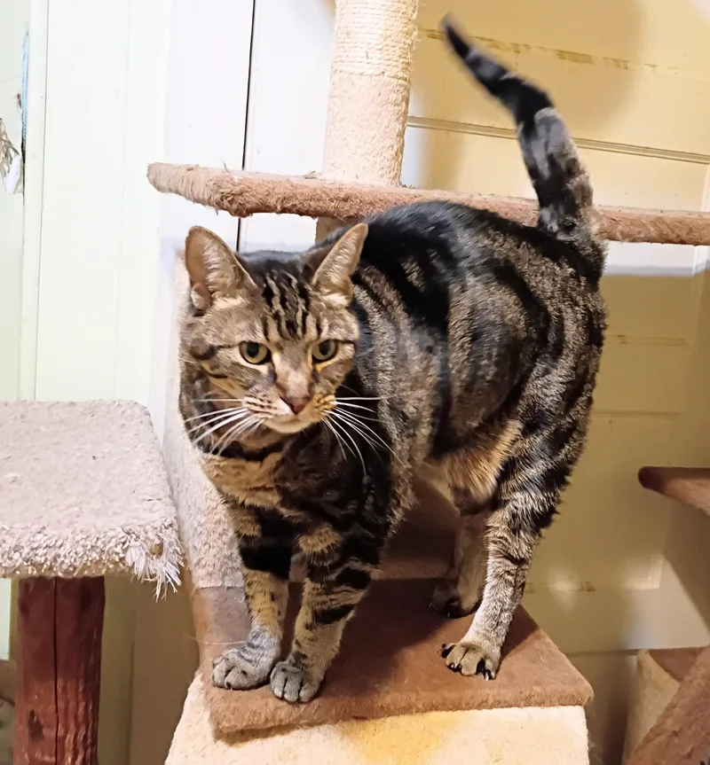 Hazel  Super Friendly! thumbnail 2