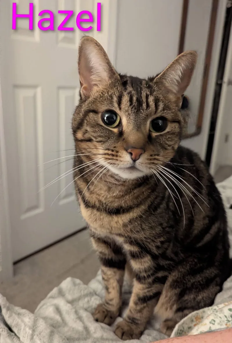 Hazel  Super Friendly! thumbnail 3