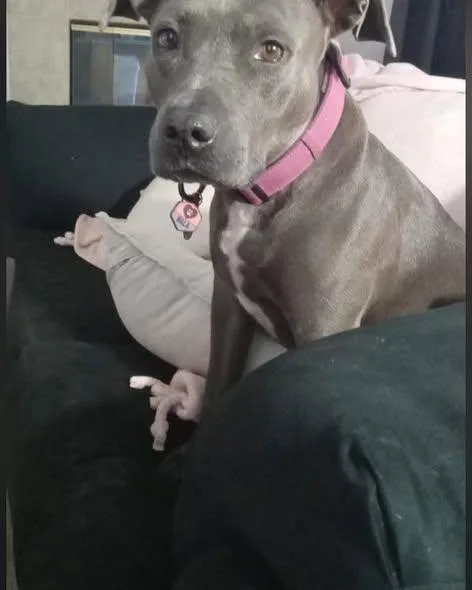 Nala thumbnail 2