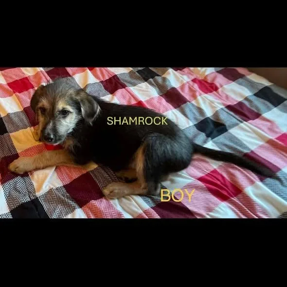 Shamrock thumbnail 2