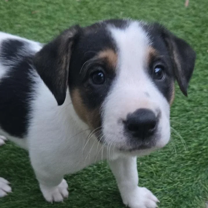 Lollygag thumbnail 2