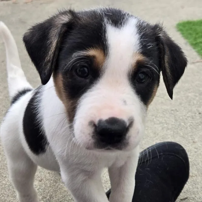 Lollygag thumbnail 3