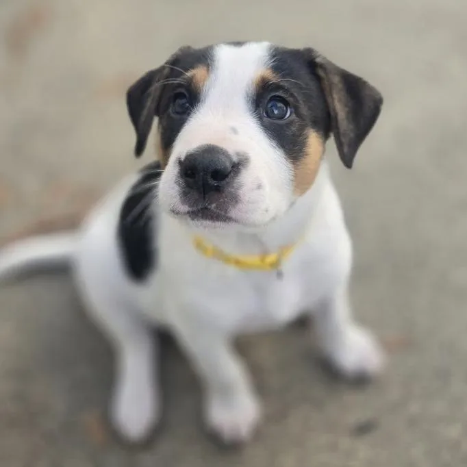 Lollygag thumbnail 4