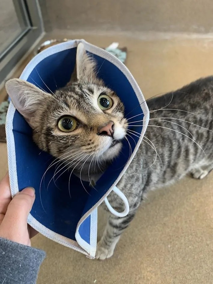 A young medium-sized female Tabby (Buff / Tan / Fawn) Domestic Short Hair cat named Piper Lynn for adoption in Winchester, VA