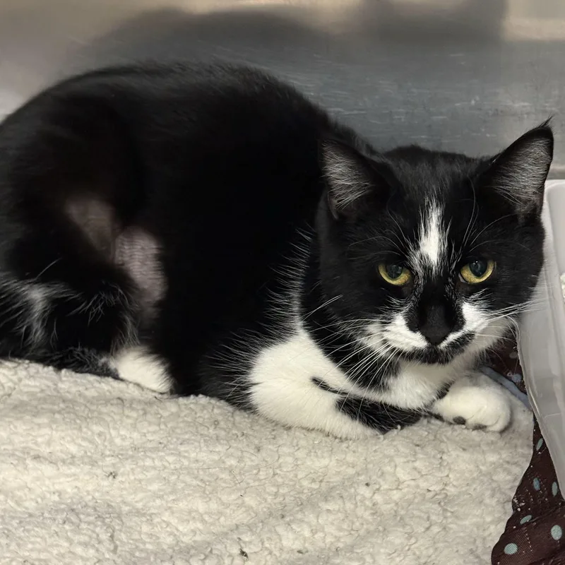 Blackjack thumbnail 2