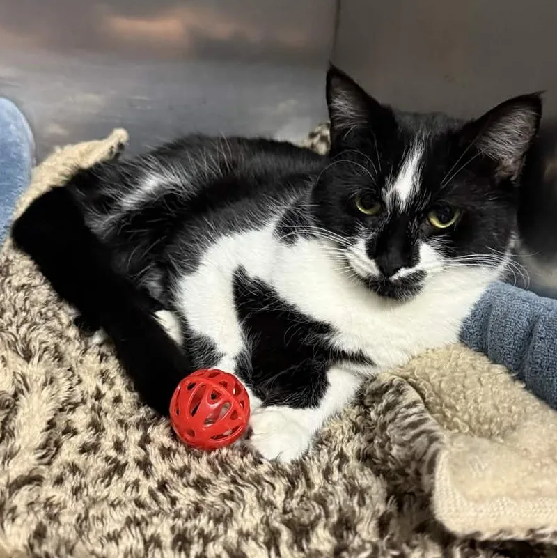 Blackjack thumbnail 3