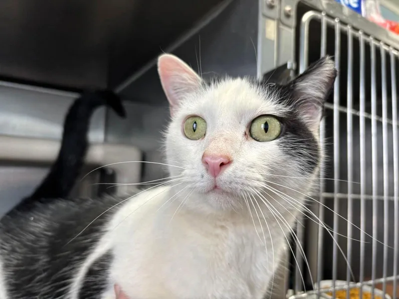 Cookie: Visit At Petsmart