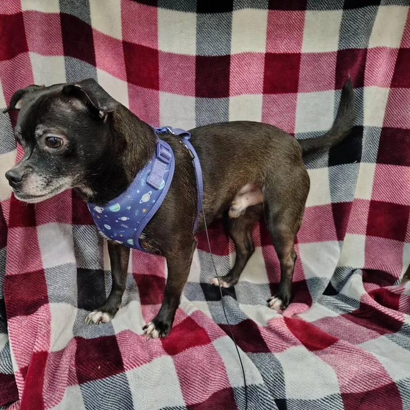 Dak Prescott thumbnail 2