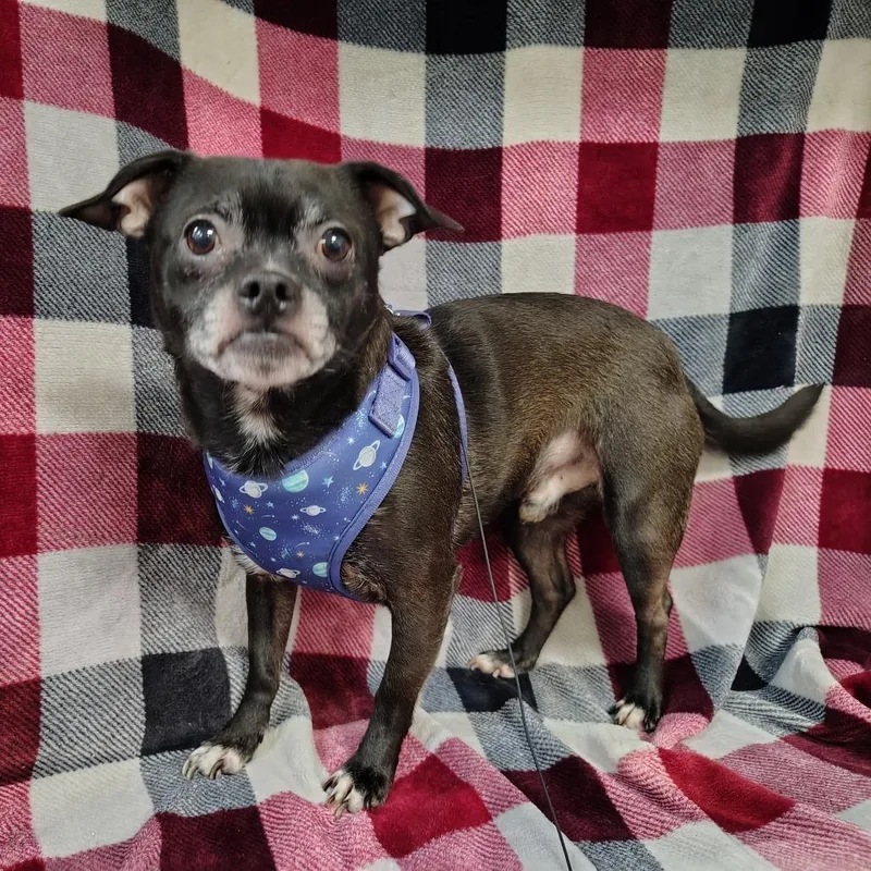 Dak Prescott thumbnail 3