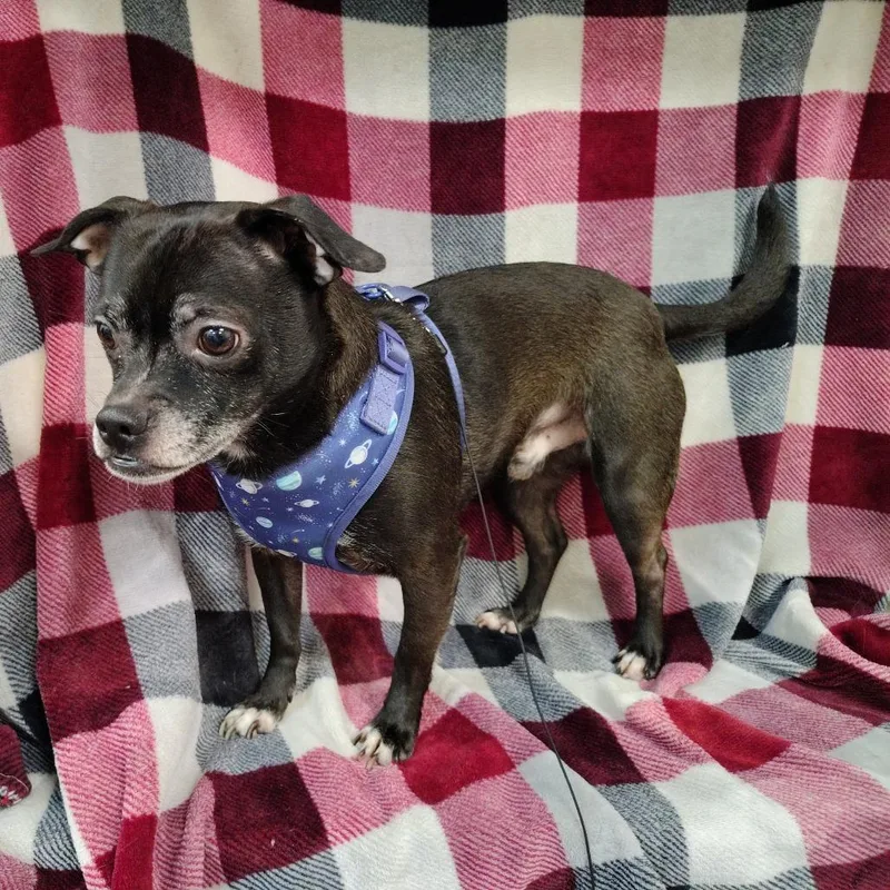 Dak Prescott thumbnail 4