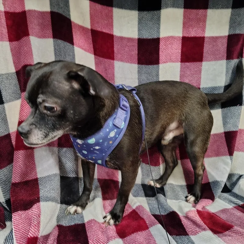 Dak Prescott thumbnail 5