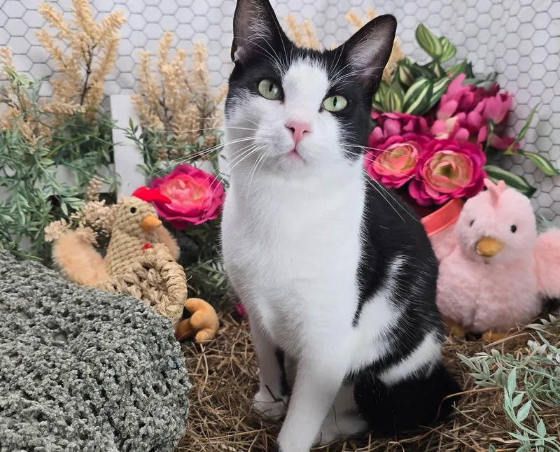 Deveraux The Distinguished Gentleman thumbnail 3