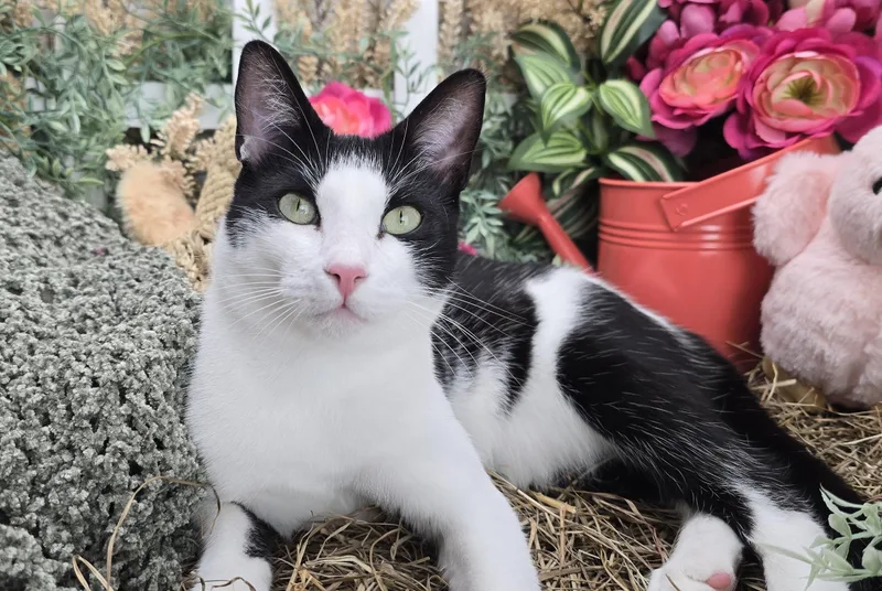 Deveraux The Distinguished Gentleman