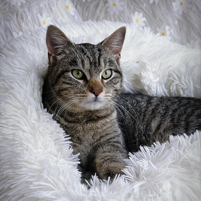 Catherine thumbnail 6