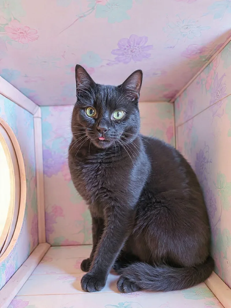 Thackery: Visit At Petsmart