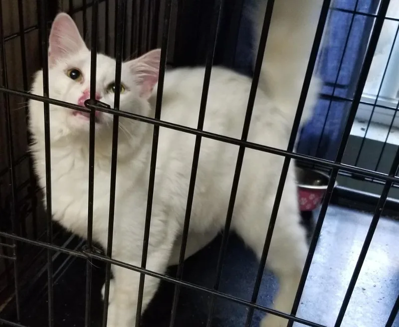An adult medium-sized male Domestic Short Hair cat named Augie for adoption in The Dalles, OR