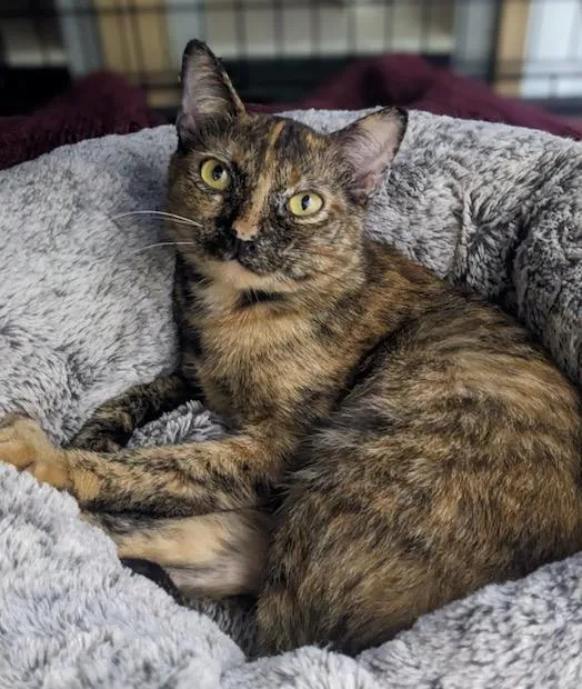 An adult medium-sized female Tortoiseshell cat named Autumn for adoption in Los Angeles, CA
