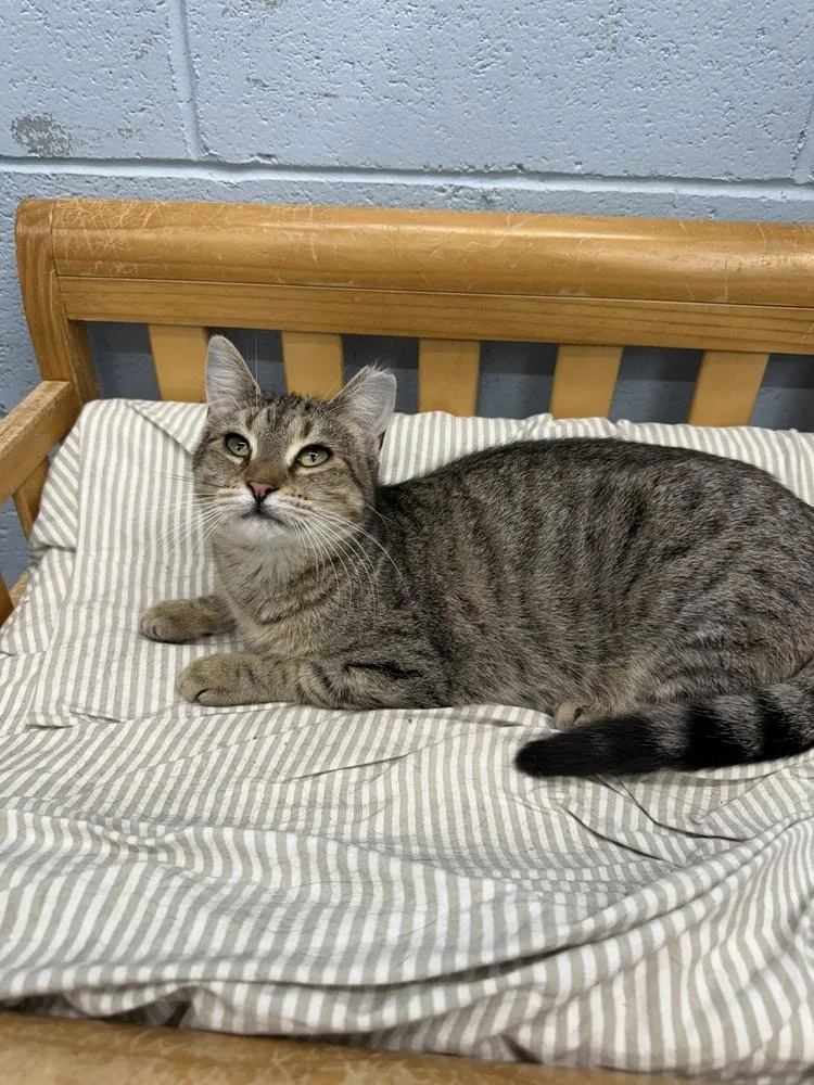 An adult small-sized female Tabby (Brown / Chocolate) Domestic Short Hair cat named Awol for adoption in West Mifflin, PA