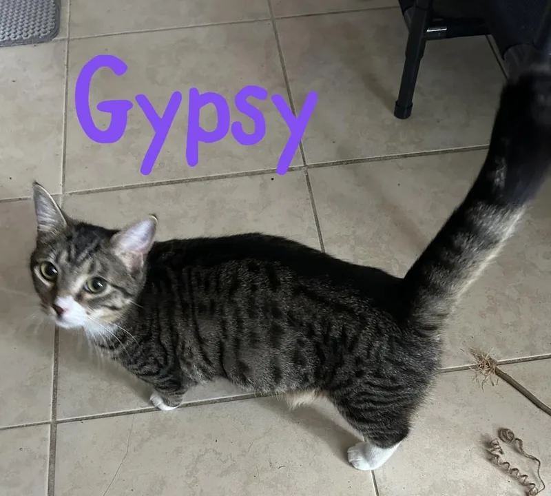 Gypsy "dime"