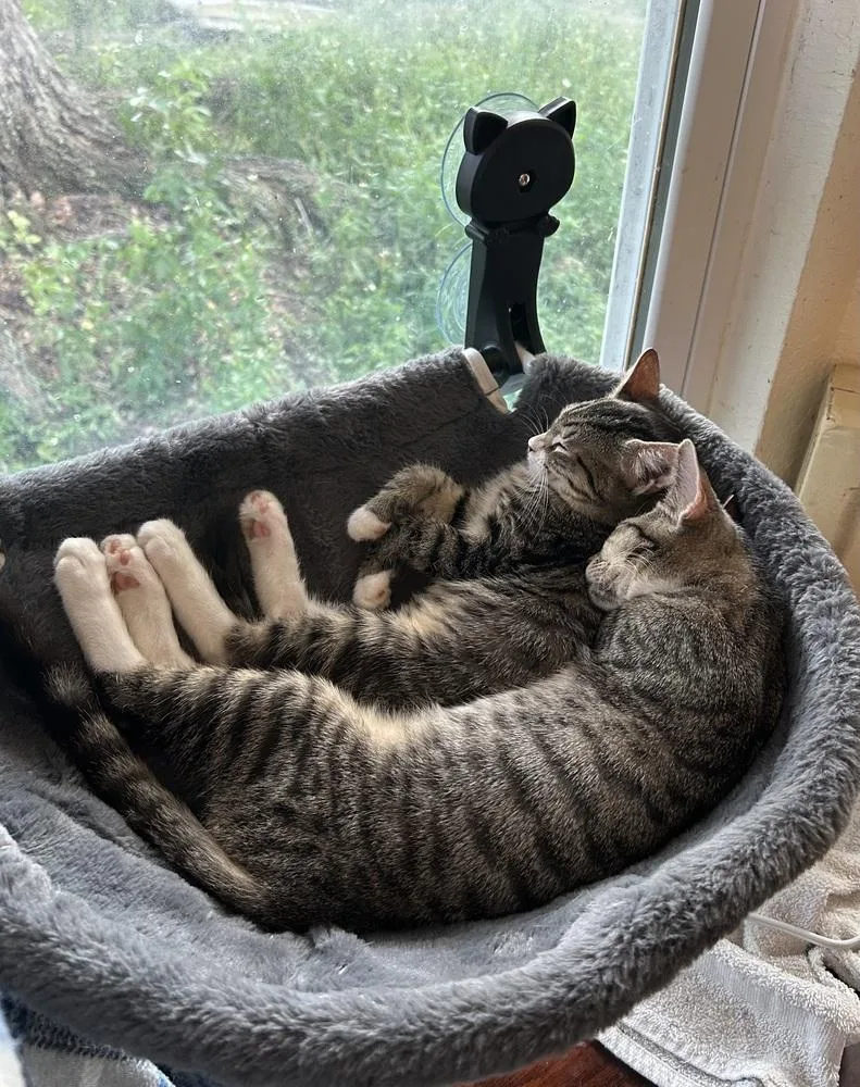 Gypsy "dime" thumbnail 2