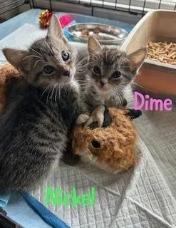 Gypsy "dime" thumbnail 3