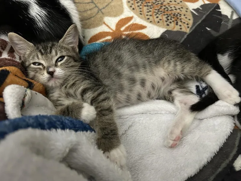 Gypsy "dime" thumbnail 4