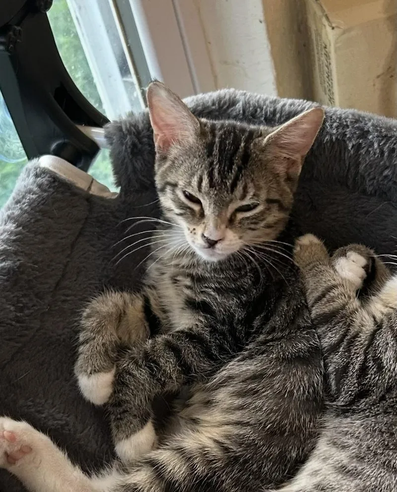 Gypsy "dime" thumbnail 5