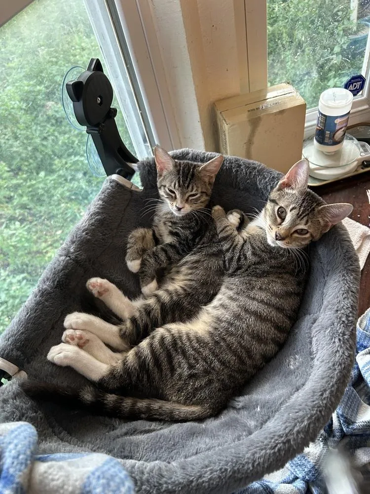 Gypsy "dime" thumbnail 6