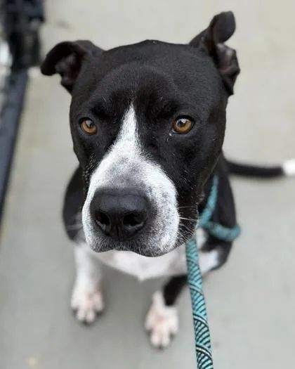 Denali Frankfurt thumbnail 2