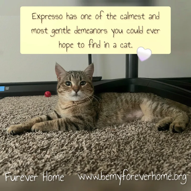 Expresso thumbnail 2