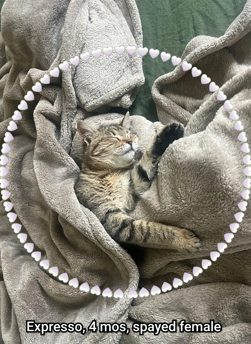 Expresso thumbnail 3