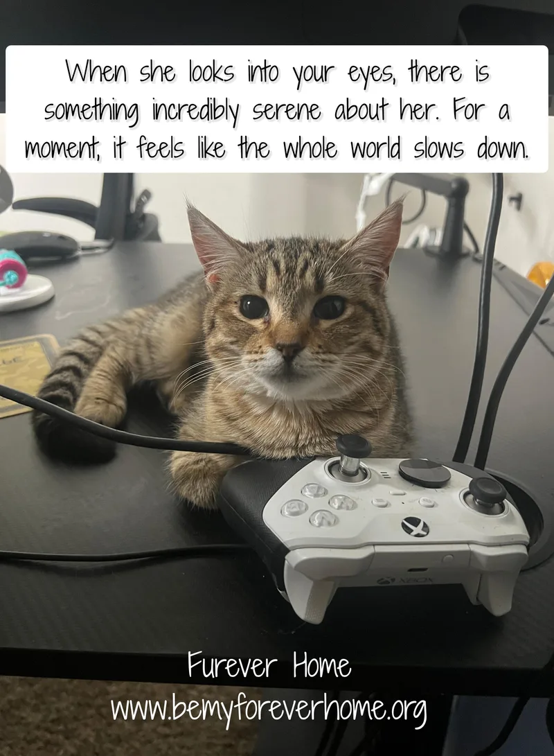 Expresso thumbnail 4