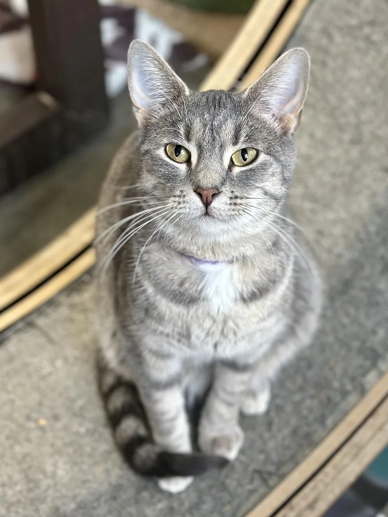 Mamacotti thumbnail 2