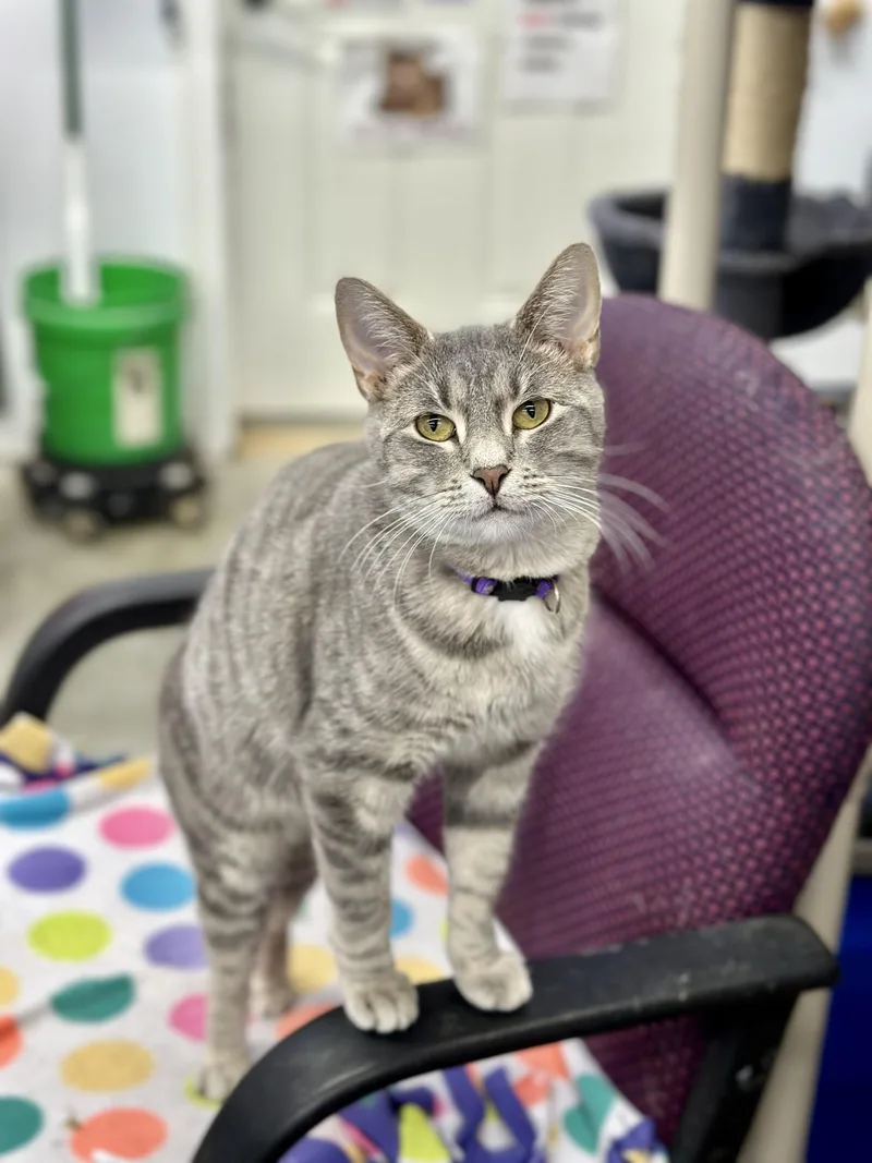 Mamacotti thumbnail 3