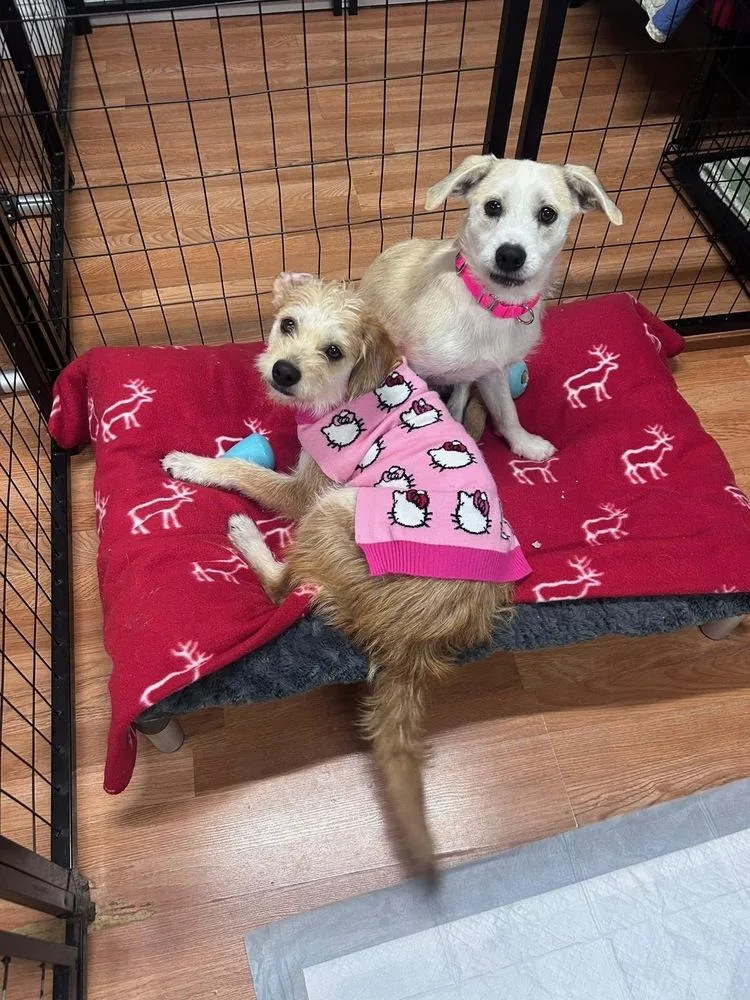 Brooklen thumbnail 3