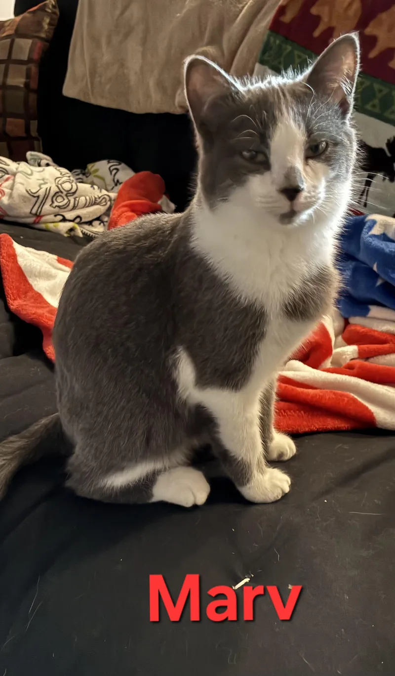 Marv
