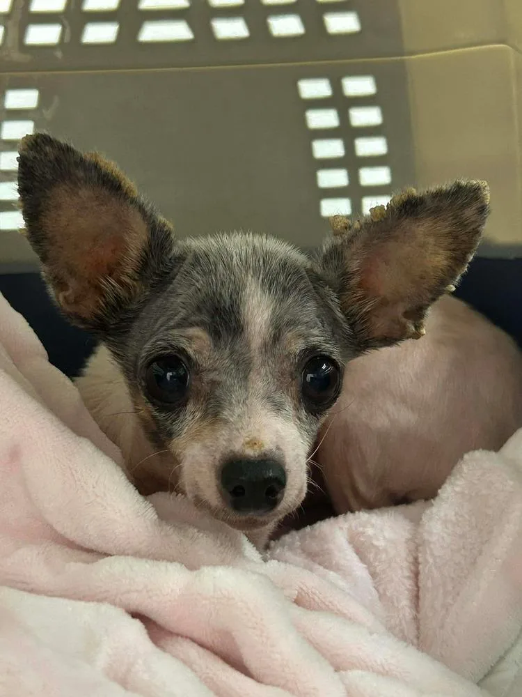 Buttercup thumbnail 2