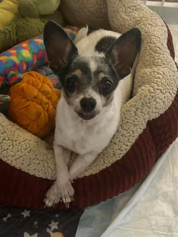 Buttercup thumbnail 3