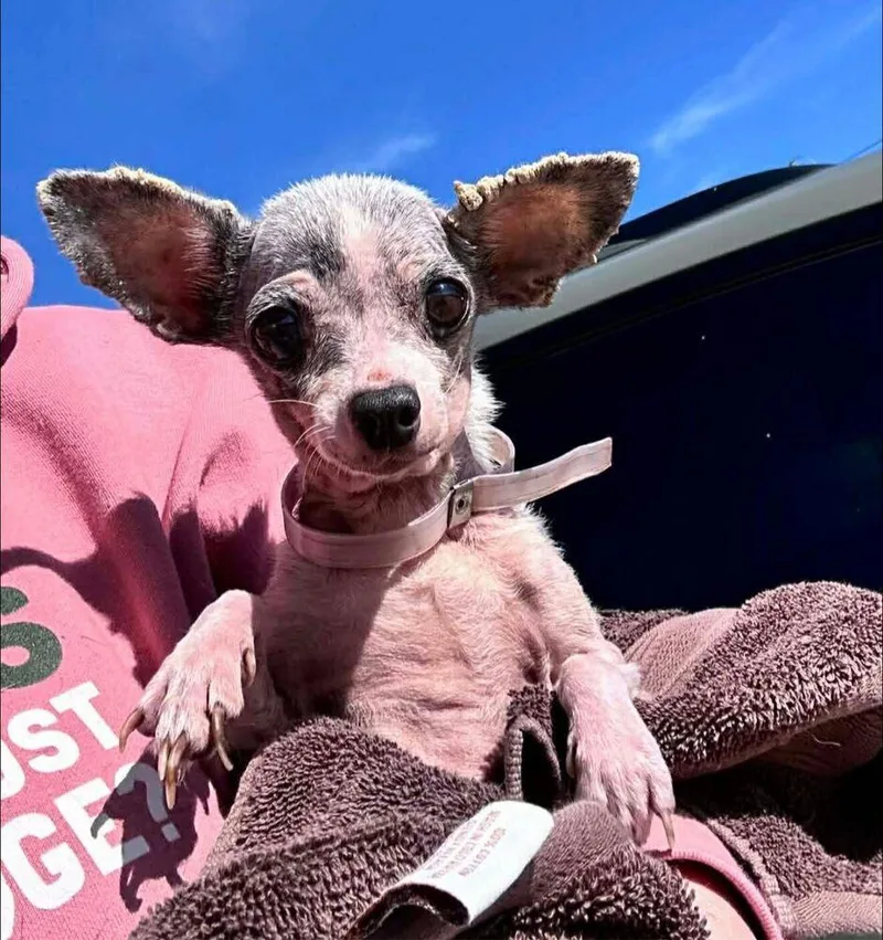 Buttercup thumbnail 4