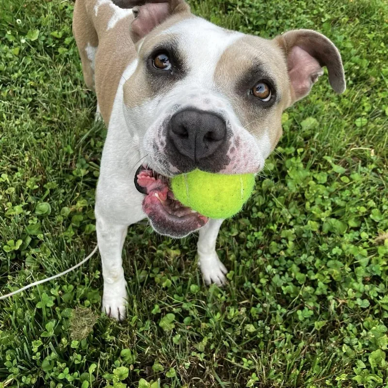 Butterscotch thumbnail 2