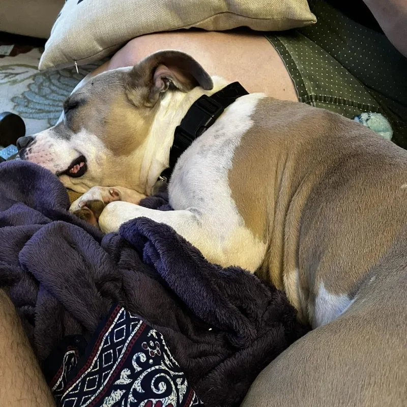 Butterscotch thumbnail 3