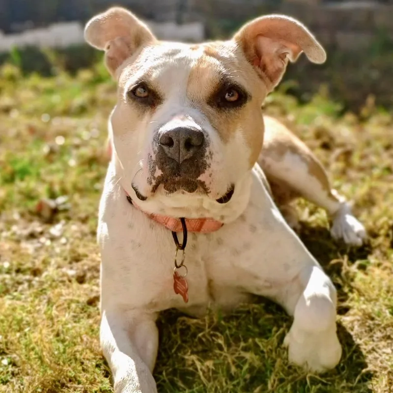 Butterscotch thumbnail 4