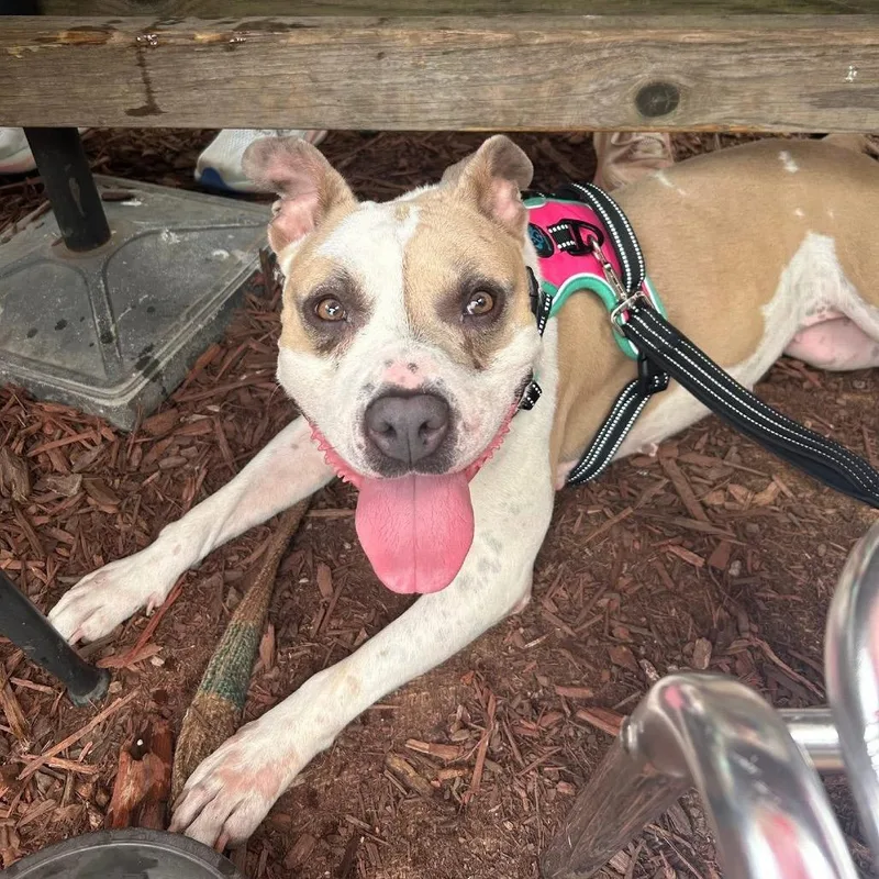 Butterscotch thumbnail 5