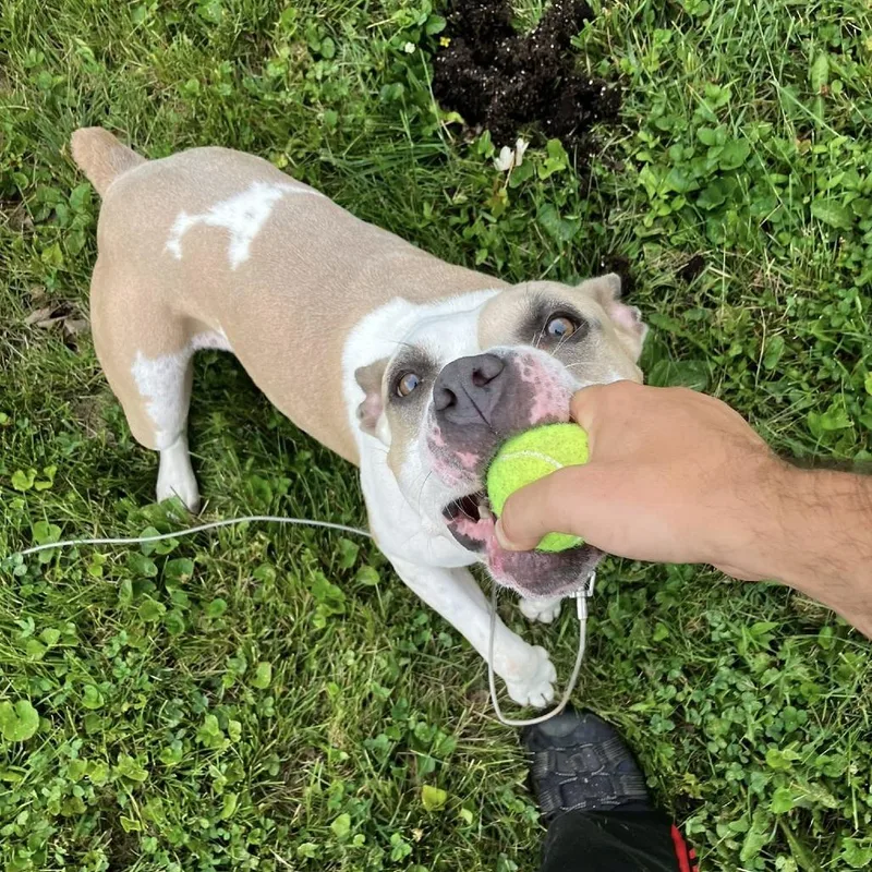 Butterscotch thumbnail 6