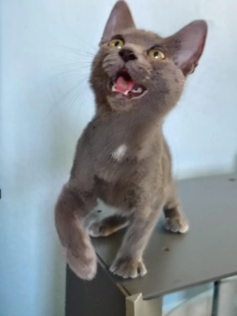 Star And Velvet thumbnail 2